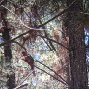 Platycercus elegans at Coppabella, NSW - suppressed