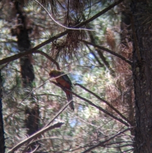 Platycercus elegans at Coppabella, NSW - 3 Dec 2021