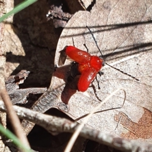 Aporocera (Aporocera) haematodes at Yass River, NSW - 16 Nov 2021