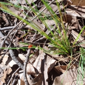 Aporocera (Aporocera) haematodes at Yass River, NSW - 16 Nov 2021