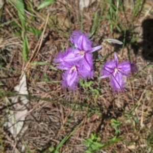 Thysanotus tuberosus at Coppabella, NSW - suppressed