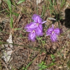 Thysanotus tuberosus (Common Fringe-lily) at Coppabella, NSW - 3 Dec 2021 by Darcy