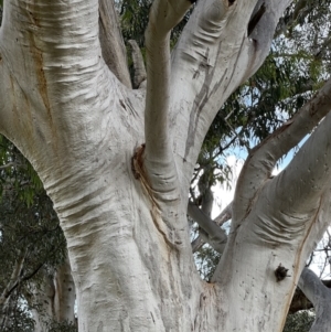 Eucalyptus rossii at Murrumbateman, NSW - 3 Dec 2021