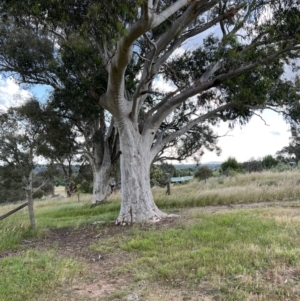 Eucalyptus rossii at Murrumbateman, NSW - 3 Dec 2021