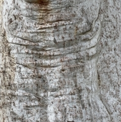 Eucalyptus rossii at Murrumbateman, NSW - 3 Dec 2021