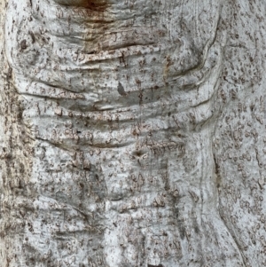 Eucalyptus rossii at Murrumbateman, NSW - 3 Dec 2021