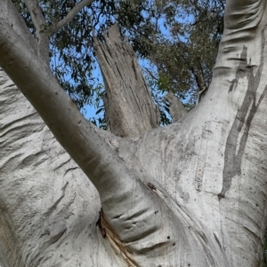 Eucalyptus rossii at Murrumbateman, NSW - 3 Dec 2021