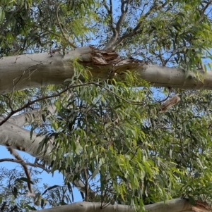 Eucalyptus rossii at Murrumbateman, NSW - 3 Dec 2021