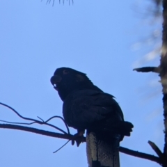 Calyptorhynchus funereus (Yellow-tailed Black-Cockatoo) at suppressed - 3 Dec 2021 by Darcy