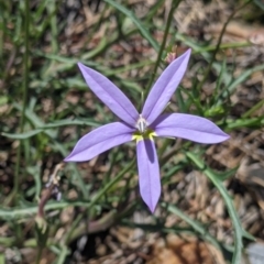 Isotoma axillaris (Australian Harebell, Showy Isotome) at Coppabella, NSW - 3 Dec 2021 by Darcy