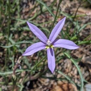 Isotoma axillaris at Coppabella, NSW - suppressed