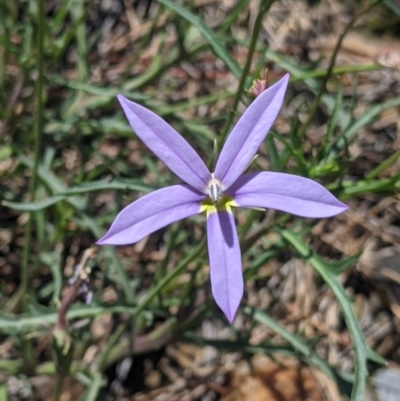 Isotoma axillaris (Australian Harebell, Showy Isotome) at Coppabella, NSW - 3 Dec 2021 by Darcy