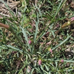 Isotoma axillaris at Coppabella, NSW - suppressed