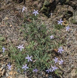 Isotoma axillaris at Coppabella, NSW - suppressed