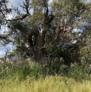Eucalyptus macrorhyncha at Murrumbateman, NSW - 3 Dec 2021