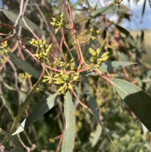 Eucalyptus macrorhyncha at Murrumbateman, NSW - 3 Dec 2021