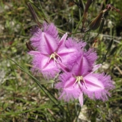 Thysanotus tuberosus subsp. tuberosus (Common Fringe-lily) at Kambah, ACT - 3 Dec 2021 by MatthewFrawley