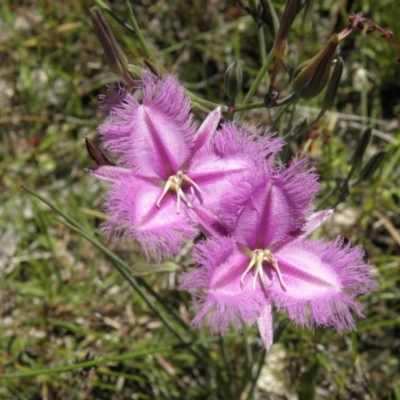Thysanotus tuberosus subsp. tuberosus (Common Fringe-lily) at Mount Taylor - 3 Dec 2021 by MatthewFrawley