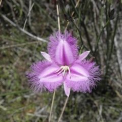 Thysanotus tuberosus subsp. tuberosus at Kambah, ACT - 3 Dec 2021 12:54 PM