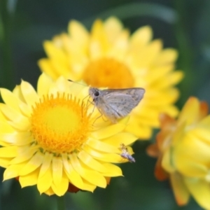 Ocybadistes walkeri at Cook, ACT - 3 Dec 2021