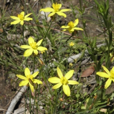 Tricoryne elatior (Yellow Rush Lily) at Mount Taylor - 3 Dec 2021 by MatthewFrawley