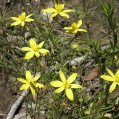 Tricoryne elatior (Yellow Rush Lily) at Kambah, ACT - 3 Dec 2021 by MatthewFrawley