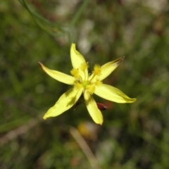 Tricoryne elatior at Kambah, ACT - 3 Dec 2021 12:38 PM