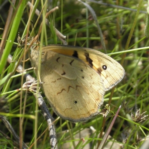 Heteronympha merope at Kambah, ACT - 3 Dec 2021 12:49 PM