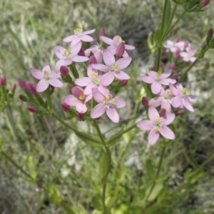 Centaurium erythraea at Kambah, ACT - 3 Dec 2021 01:02 PM