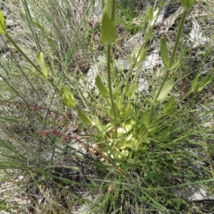 Centaurium erythraea at Kambah, ACT - 3 Dec 2021 01:02 PM