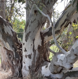 Eucalyptus blakelyi at Murrumbateman, NSW - 3 Dec 2021