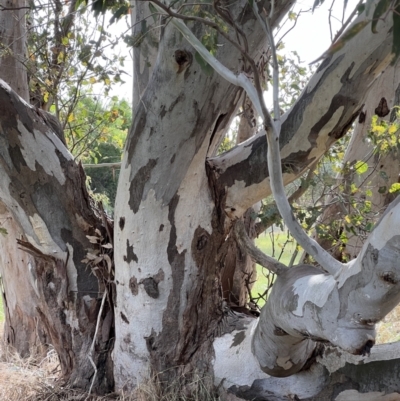 Eucalyptus blakelyi (Blakely's Red Gum) at Murrumbateman, NSW - 3 Dec 2021 by SimoneC