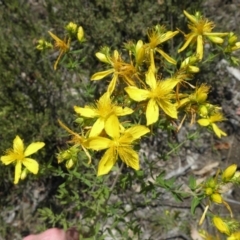 Hypericum perforatum (St John's Wort) at Mount Taylor - 3 Dec 2021 by MatthewFrawley