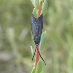 Pollanisus (genus) (A Forester Moth) at Mount Taylor - 3 Dec 2021 by MatthewFrawley