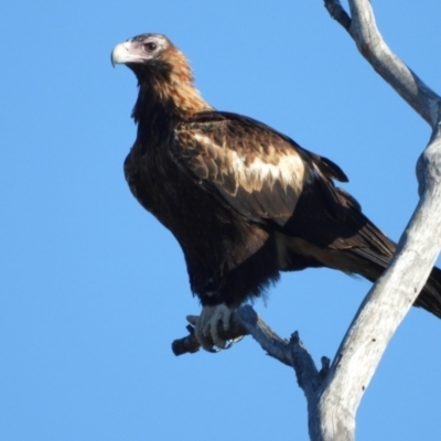 Aquila audax (Wedge-tailed Eagle) at Basalt, QLD - 16 Nov 2020 by TerryS