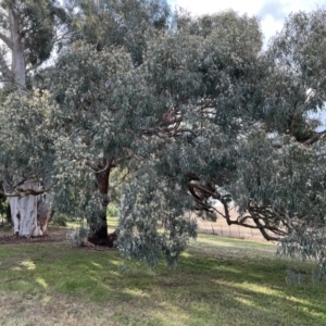 Eucalyptus melliodora at Murrumbateman, NSW - 3 Dec 2021