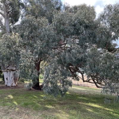 Eucalyptus melliodora (Yellow Box) at Murrumbateman, NSW - 3 Dec 2021 by SimoneC
