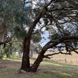 Eucalyptus melliodora at Murrumbateman, NSW - 3 Dec 2021