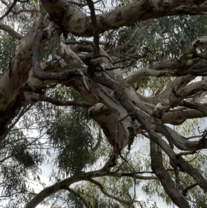 Eucalyptus melliodora at Murrumbateman, NSW - 3 Dec 2021