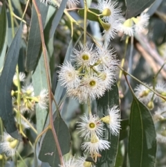 Eucalyptus melliodora at Murrumbateman, NSW - 3 Dec 2021