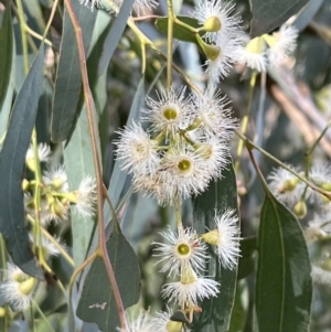 Eucalyptus melliodora at Murrumbateman, NSW - 3 Dec 2021