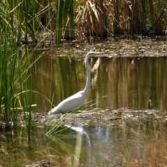 Ardea alba (Great Egret) at Southern Cross, QLD - 23 Nov 2020 by TerryS