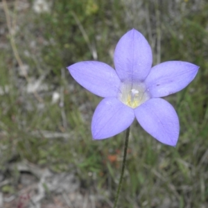 Wahlenbergia stricta subsp. stricta at Kambah, ACT - 3 Dec 2021