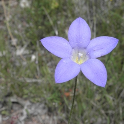 Wahlenbergia stricta subsp. stricta (Tall Bluebell) at Kambah, ACT - 3 Dec 2021 by MatthewFrawley