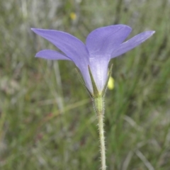 Wahlenbergia stricta subsp. stricta at Kambah, ACT - 3 Dec 2021