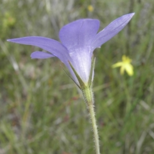 Wahlenbergia stricta subsp. stricta at Kambah, ACT - 3 Dec 2021