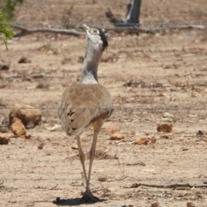 Ardeotis australis at Campaspe, QLD - 24 Nov 2020