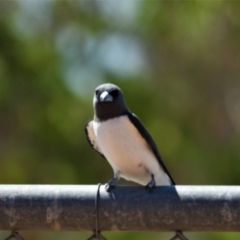 Artamus leucorynchus (White-breasted Woodswallow) at Homestead, QLD - 21 Oct 2020 by TerryS