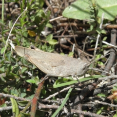 Goniaea opomaloides (Mimetic Gumleaf Grasshopper) at Mount Taylor - 3 Dec 2021 by MatthewFrawley