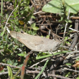 Goniaea opomaloides at Kambah, ACT - 3 Dec 2021